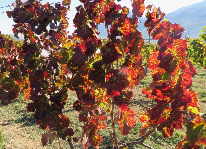 Aglianico turns red