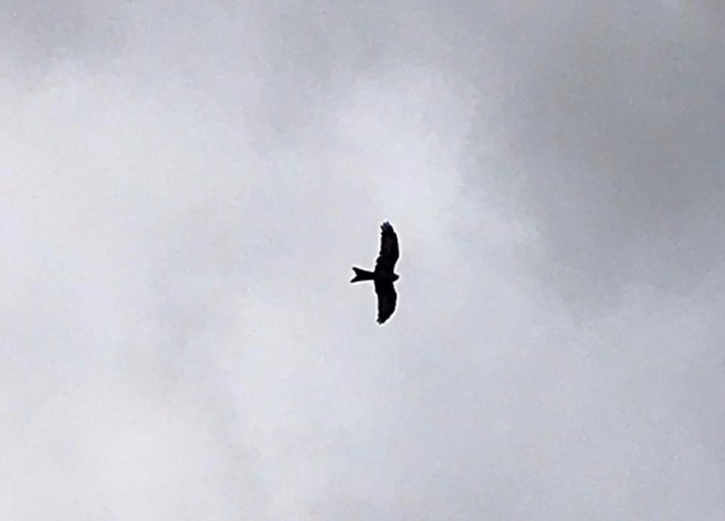 66BDA13A-E444-49B9-A6B2-DB20A25C9AF7