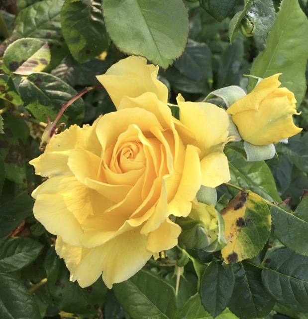 2B182910-A72E-4CDA-84C6-3F7DDEFC0BCE