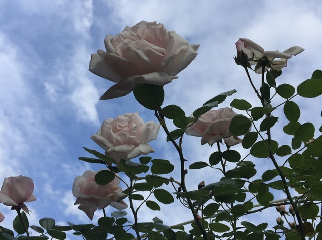 872A71D4-8759-43A9-B99A-F7DF4185372F